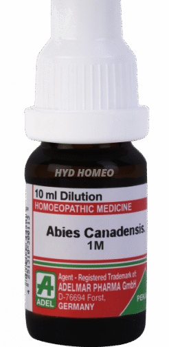 Abies Canadensis