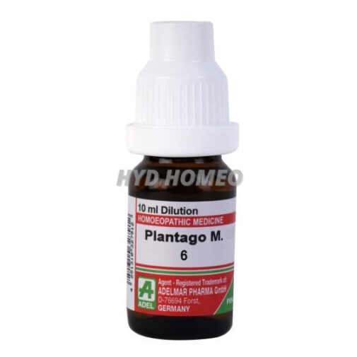Plantago M